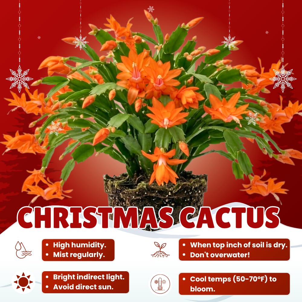 2 Orange Christmas Cactus Live Plants, Easy Care Houseplant, 4-7'' Tall