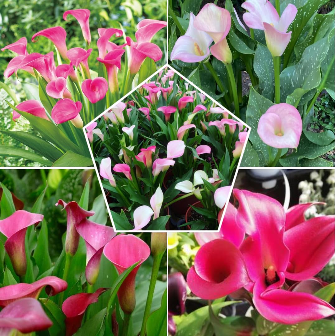 Pack 3 Pink Calla Lily Bulbs - Calla Lily Flowering Bulbs for Garden and Containers, Easy to Grow Summer Blooms