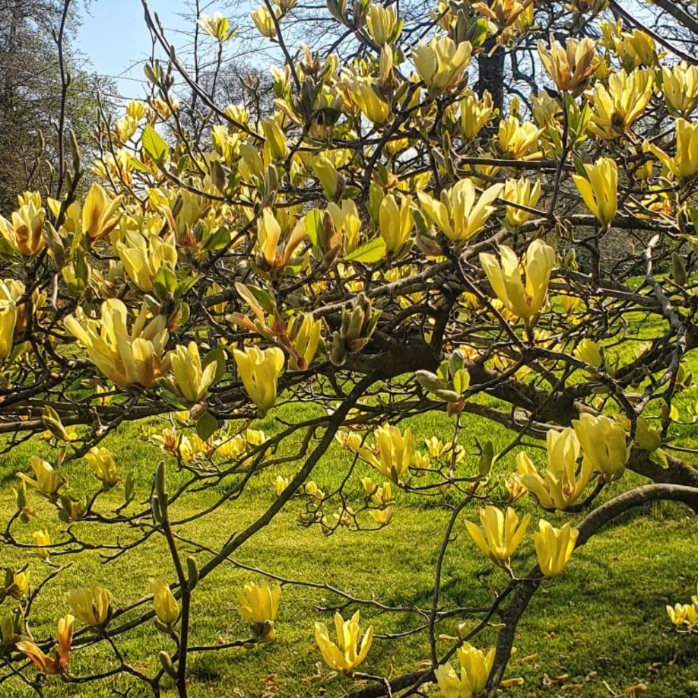 Magnolia Tree Live Plant 4-8 Inches, Pink Blooms Magnolia Bush, Fragrant Magnolia for Growing (Yellow Magnolia)