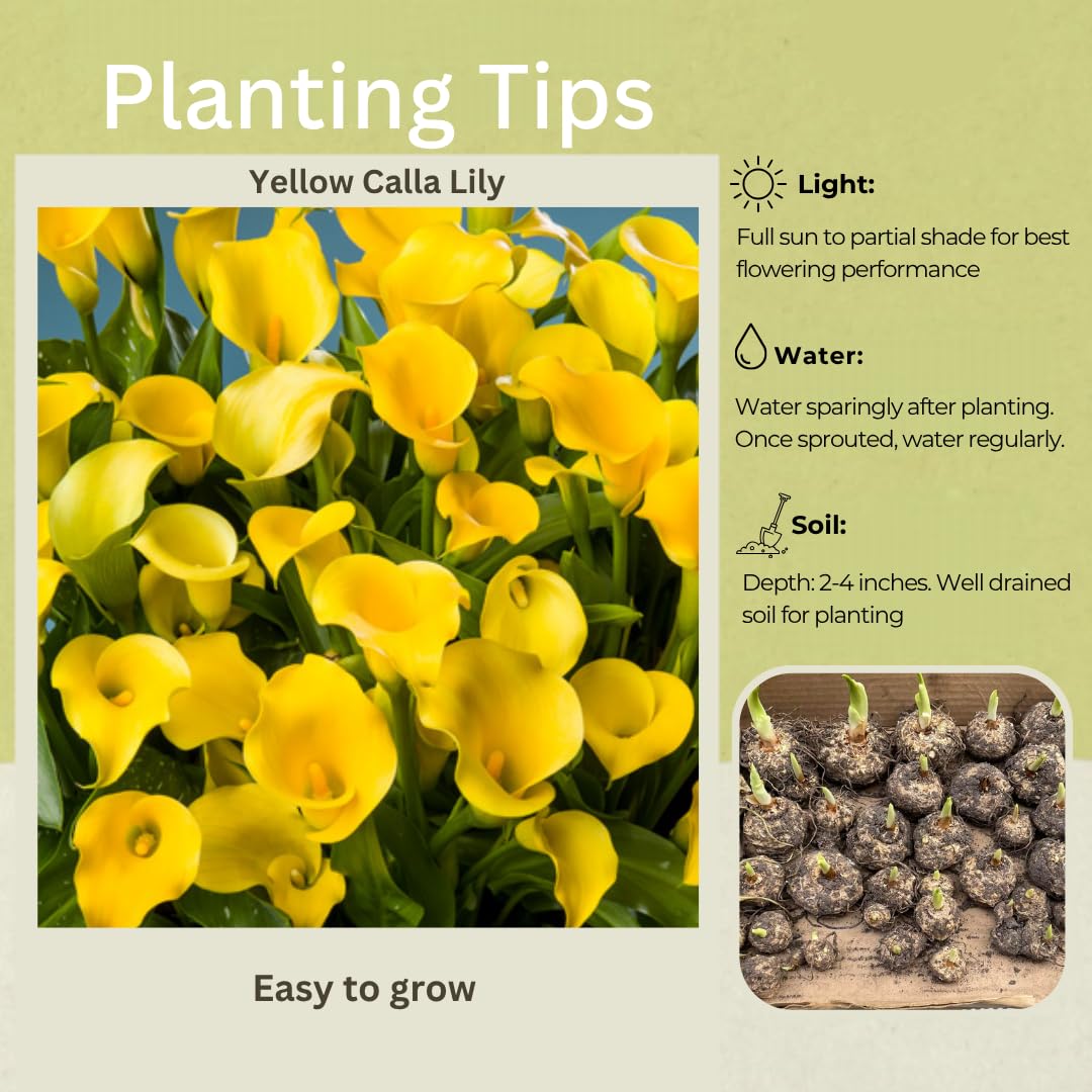 Pack 3 Yellow Calla Lily Bulbs - Calla Lily Flowering Bulbs for Garden and Containers, Easy to Grow Summer Blooms