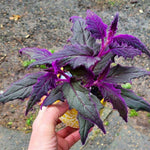 Purple Passion Velvet Plants Live, 4-7 Inc Tall, Gynura Aurantiaca Houseplant, Vibrant Purple Velvet Foliage for Indoor Decor