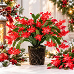 2PPP Red Christmas Cactus Live Plant, Holiday Flowering, 3 Inches Pot