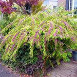 2 American Beautyberry Trees Live Plants, Beautyberry Bush Shrub Plant, 5 to 7 Inc Tall