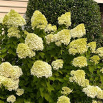 Hydrangea Live Plant in 2.5'' Pot, Hydrangea Bush Shrub Vibrant Blooms, Outdoor Garden, Ready to Grow