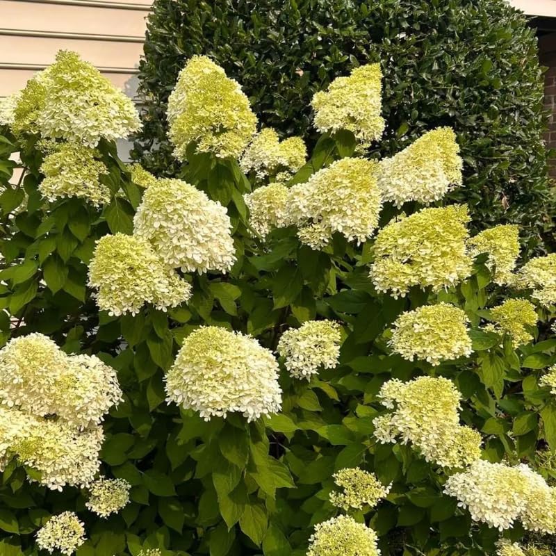 Lime Hydrangea Live Plant in 2.5'' Pot, Hydrangea Bush Shrub Vibrant Blooms, Outdoor Garden, Ready to Grow
