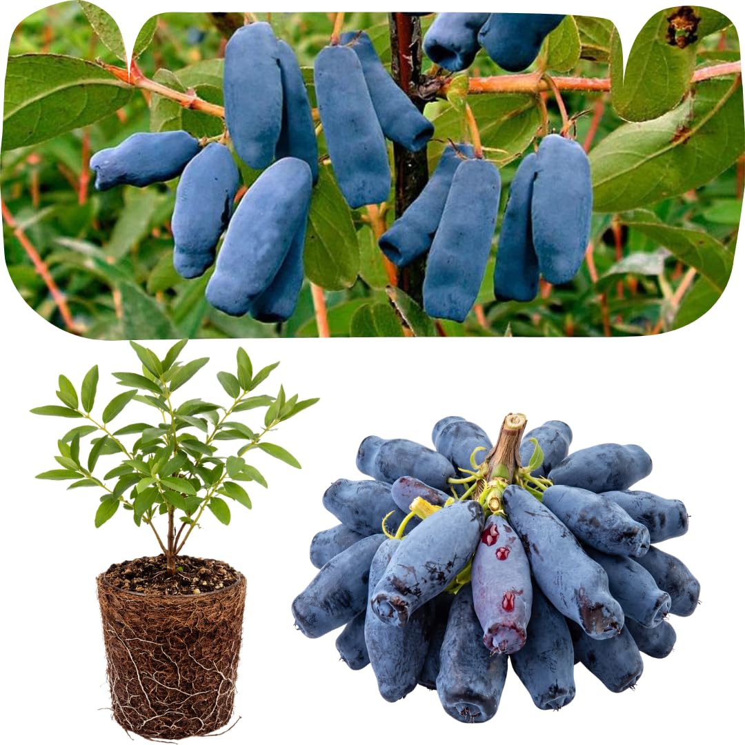 Blue Honeyberry Plant Live, Sweet Blue Honey Berry Tree, Perennial Haskap Plants, 6-8 Inch Tall for Planting