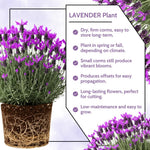 Set 2 Lavender Plants Live, Lavandula Perennial Flower Plants Indoor Outdoor, Well Rooted 4 to 8 Inch Tall to Grow (Spanish Lavender)