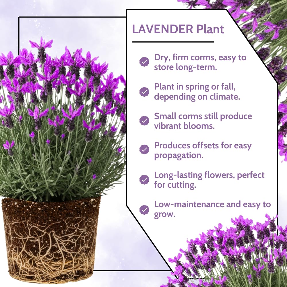 4 Lavender Plants Live Flower Indoor Outdoor, Lavandula Perennial Plants, Well Rooted 4-8" Tall, No Pot (Spanish Lavender)