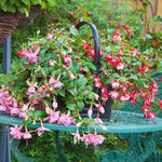 2 Fuchsia Plants Live, Live Fuchsia Plants, 3 to 5 Inches Tall, Red White Flower Plant, 4 to 6 Inc Tall