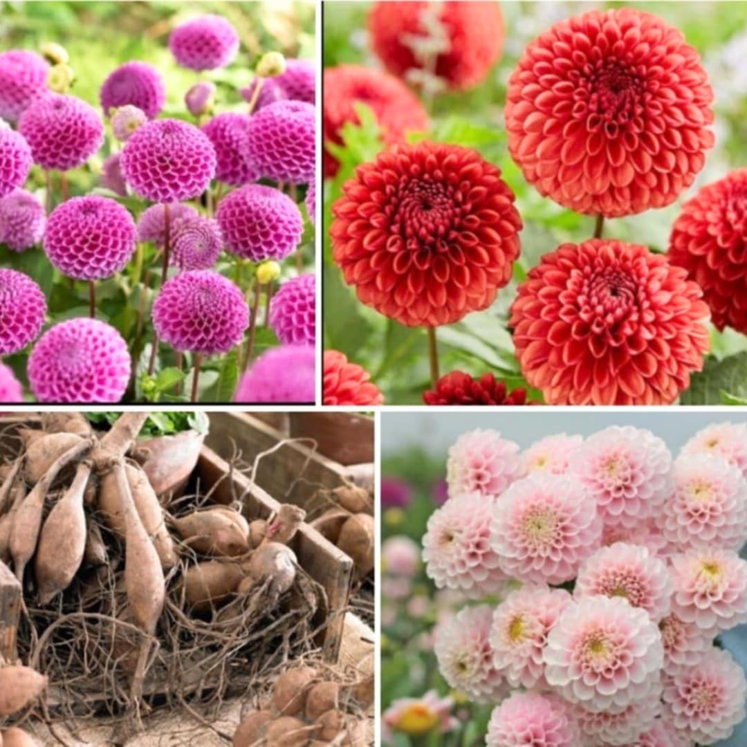 3 Mix Dahlia Bulbs for Spring Planting, Dahlia Bulbs for Planting Indoor and Outdoor