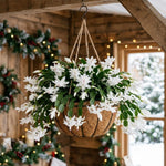 2 White Christmas Cactus Live Plants, Easy Care Houseplant, 4-7'' Tall