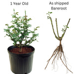 Rose Bush Live Plant, Hybrid Tea Rose Plant Live, 5-9 Inch Tall, Fragrant Flowers Tree, Well-Rooted 1 Year Old, No Pot (Gold Rose)