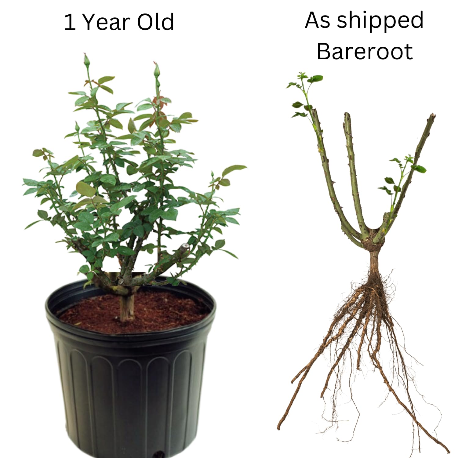 Rose Bush Live Plant, 5-9 Inch Tall, Fragrant Rose Flowers Tree, Well-Rooted Ready to Plant Outdoor Indoor (Rare Pink Rose)
