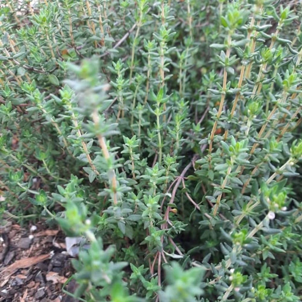 English Thyme Live Plant, 3-6 Inch Tall, Thyme Herb Plant for Outdoor Garden and Indoor Container Growing, Fragrant Herb Plant, No Pot Included