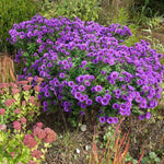 Purple Aster Plants Live for Planting, Purple Aster Bush Live Plant, Vibrant Perennial Flowers to Grow, 4 to 6 Inch Tall
