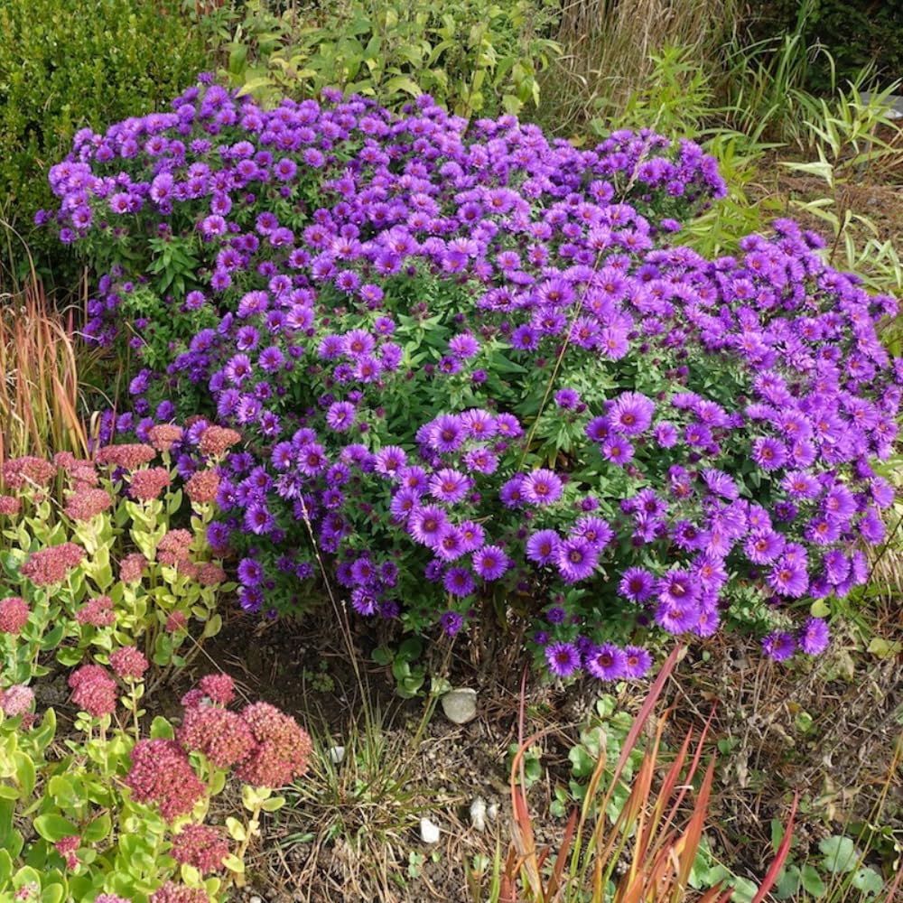 Purple Aster Plants Live for Planting, Purple Aster Bush Live Plant, Vibrant Perennial Flowers to Grow, 4 to 6 Inch Tall