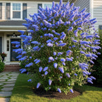 AVERAR 6 Months Old Light Blue Butterfly Bush Live Plant, Butterfly Bushes Ready to Plant Outdoor, Buddleia Plant Bush Shrub 5-7 Inches Tall, No Pot