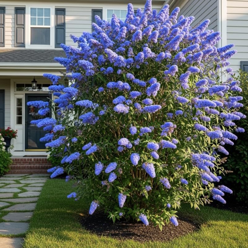 AVERAR 6 Months Old Light Blue Butterfly Bush Live Plant, Butterfly Bushes Ready to Plant Outdoor, Buddleia Plant Bush Shrub 5-7 Inches Tall, No Pot