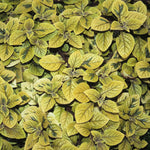 2 Swedish Ivy Plants Live Indoors to Grow, in 4 Inch Pot, Purple Plectranthus Swedish Ivy House Plants, Live Swedish Ivy Vine, 4-6" Tall (Variegated Swedish Ivy)