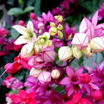 Clerodendrum Plants Live Well-Rooted for Outdoor Planting, Random Plant Clerodendrum Wallichii Schmidtii Smithianum Light Bulbs Tropical Live Plant, Chains of Glory Tree, 5"-9" in Tall