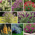 AVERAR 6 Months Old Random Butterfly Bush Live Plant, Butterfly Bushes Ready to Plant Outdoor, Buddleia Plant Bush Shrub 5-7 Inches Tall, No Pot
