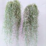 Spanish Moss Plant Live, Tillandsia Air Plants, Spanish Moss Clump 10" Tall, Air Plant Decoration for Terrariums, Trees and Home Decoration