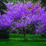 Eastern Redbud Tree Live Plant, 8-12" Tall Hardy Redbud Seedling in Quart Pot for Landscaping with Vibrant Spring Blossoms