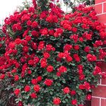 Deep Red Climbing Rose Live Plant, 6 Months Old Starter, Fragrant Purple Climbing Roses for Planting Outdoor, No Pot