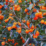 2 Live Persimmon Trees Bare Roots, Cold Hardy Persimmon Tree Live Plant, Size Plant 6-10 Inches, 2 Bare Roots Fruit Garden