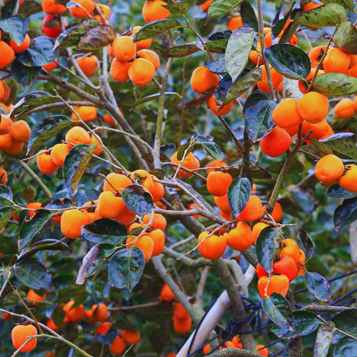 2 Live Persimmon Trees Bare Roots, Cold Hardy Persimmon Tree Live Plant, Size Plant 6-10 Inches, 2 Bare Roots Fruit Garden