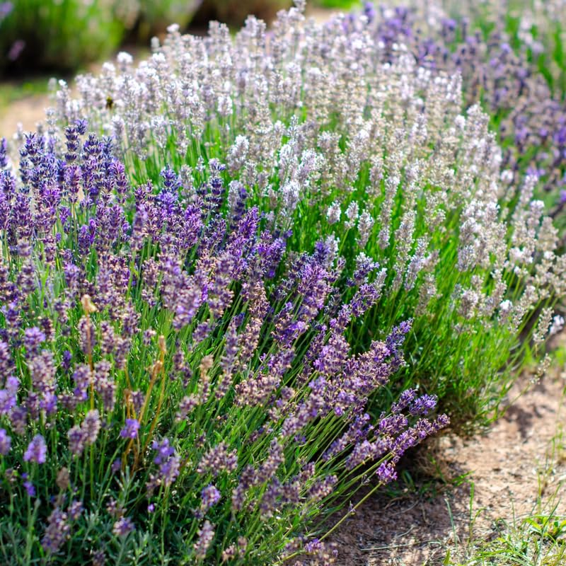 Set 4 Lavender Plants Live, Lavandula Perennial Well Rooted Plants, Fragrant Perennial 4-8" Height for Planting (Mix Lavender)