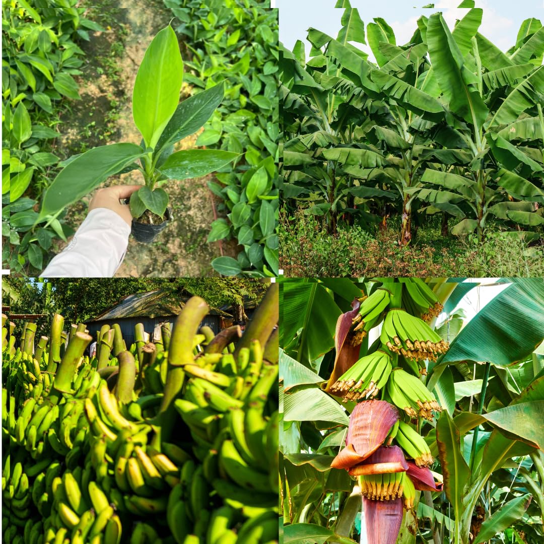 Random Banana Tree Live Plant, Edible Fruit, 4-6" Tall