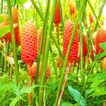 Pack 10 Shampoo Ginger Roots for Growing Perennial Garden, Awapuhi Zingiber Zerumbet Ginger Rhizomes, Hawaiian Ginger Lily