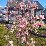 Saucer Magnolia Tree in Gallon Pot, Live Flowering Magnolia Tree, Hardy Ornamental Shade Trees with Fragrant Blooms