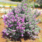 4 Fragrant Sage Salvia Live Plants, Planting in Spring Sage Plants Live, 5 to 10 Inches in Tall, Change Color (Texas)