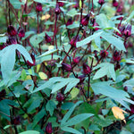 Red Roselle Plant 4" Pot, Roselle Live Flowering Garden Plant for Patio, Containers and Backyard, Hardy Tropical Outdoor Plant 6-8 Inches