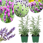 2 Lavender Plants Live Indoor, Lavandula Trees Live Plants for Planting, Fragrant Flowers Perennial, 4-6" Height Plugs (French Lavender Plants)