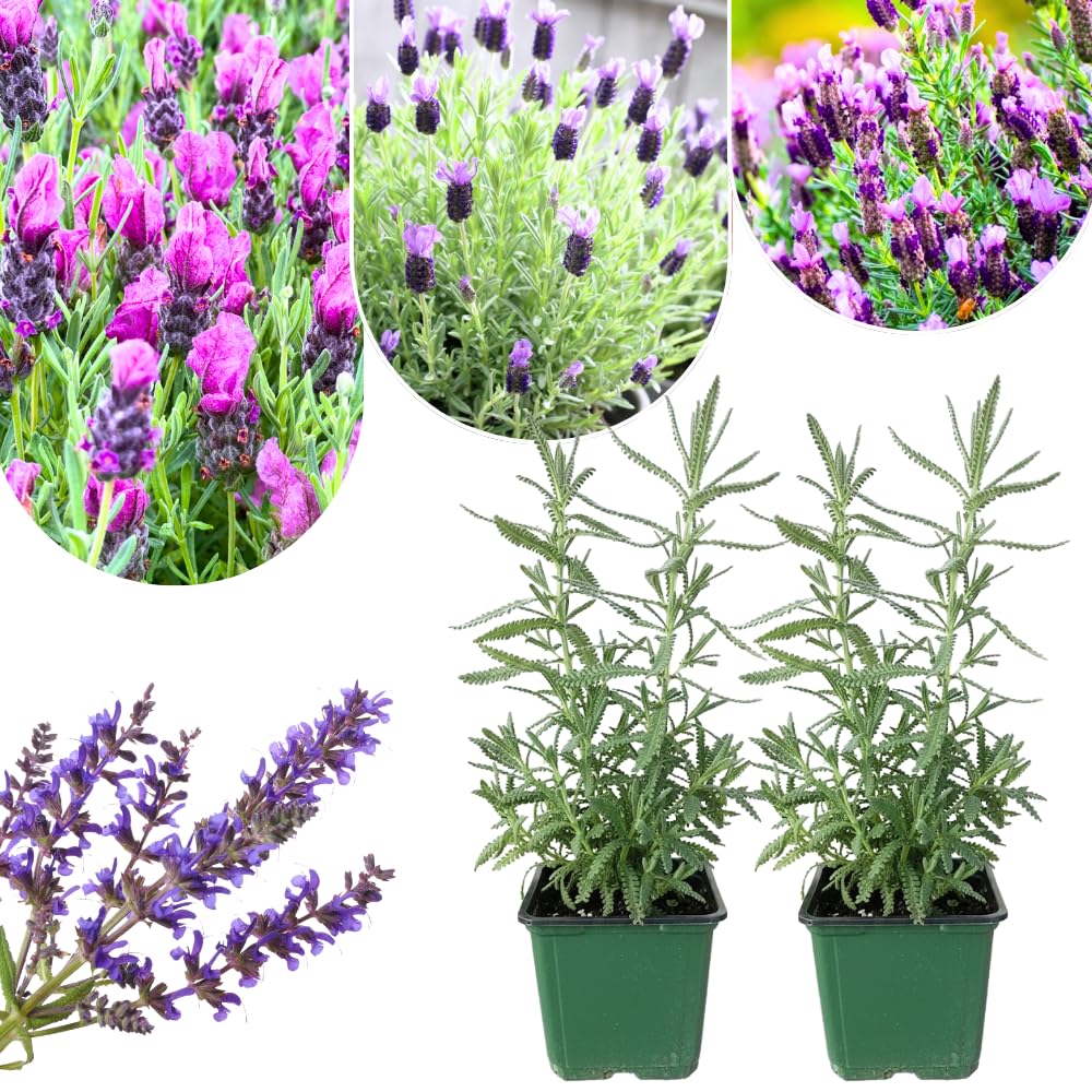 2 Lavender Plants Live Indoor, Lavandula Trees Live Plants for Planting, Fragrant Flowers Perennial, 4-6" Height Plugs (French Lavender Plants)