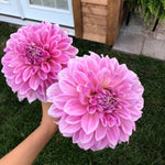 Bright Purple Dahlia Bulbs Plant, 2-3" Tall, Dahlia Flower Bulbs for Outdoor Garden, Flowering Tuber Cluster for Planting, Not Live Plant