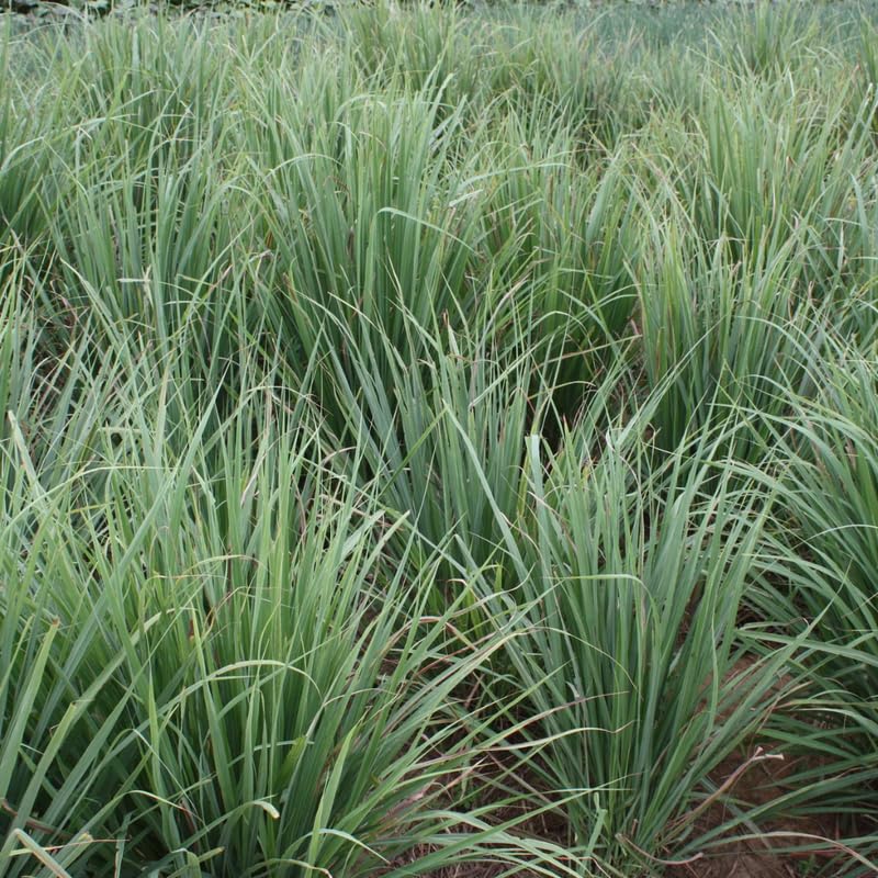 5 Lemongrass Plants for Outside, Lemon Grass Plants for Planting, Indoor Outdoor Herb Rooted Lemongrass Stalks