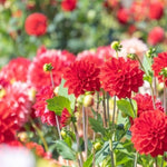 Red Dahlia Bulbs Pant, 2-3" Tall, Dahlia Flower Bulbs for Outdoor Garden, Flowering Tuber Cluster for Planting, Not Live Plant