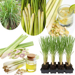 3 Lemongrass Plants Stalks Live for Outside Growing, Lemon Grass Stalks Fresh Herb Plants Trim Back for Planting