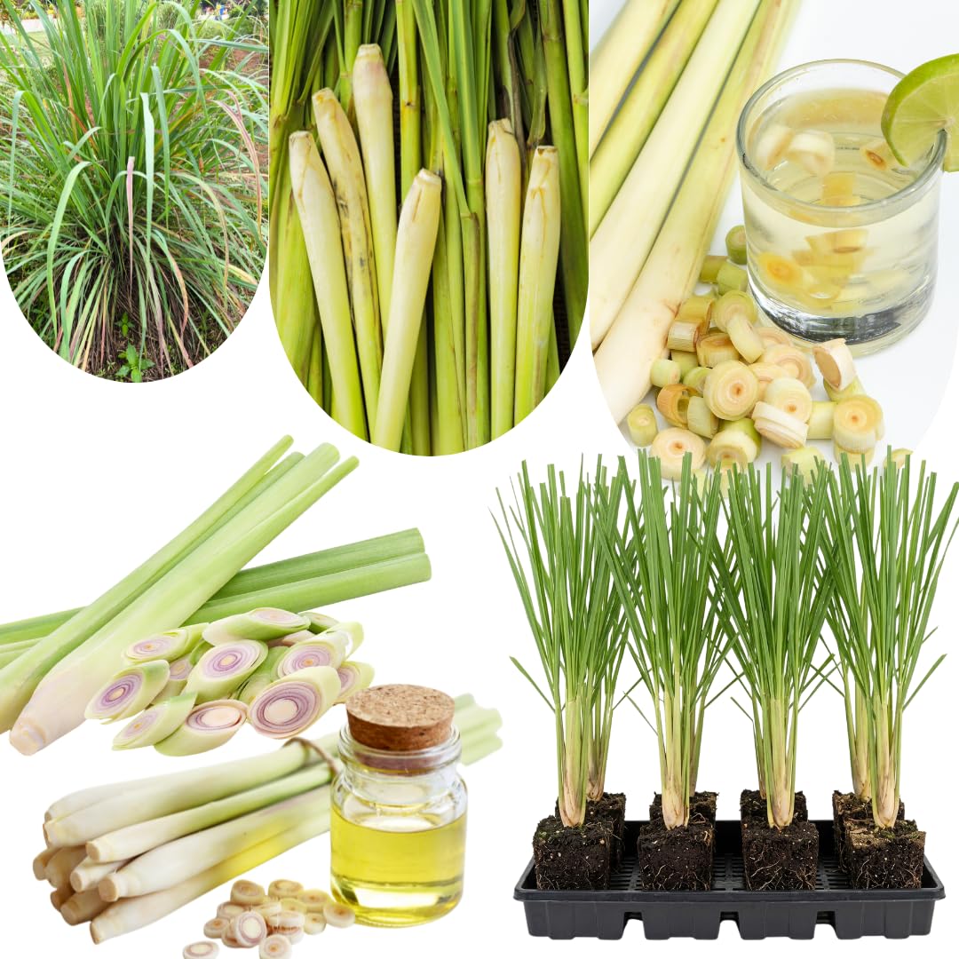 3 Lemongrass Plants Stalks Live for Outside Growing, Lemon Grass Stalks Fresh Herb Plants Trim Back for Planting