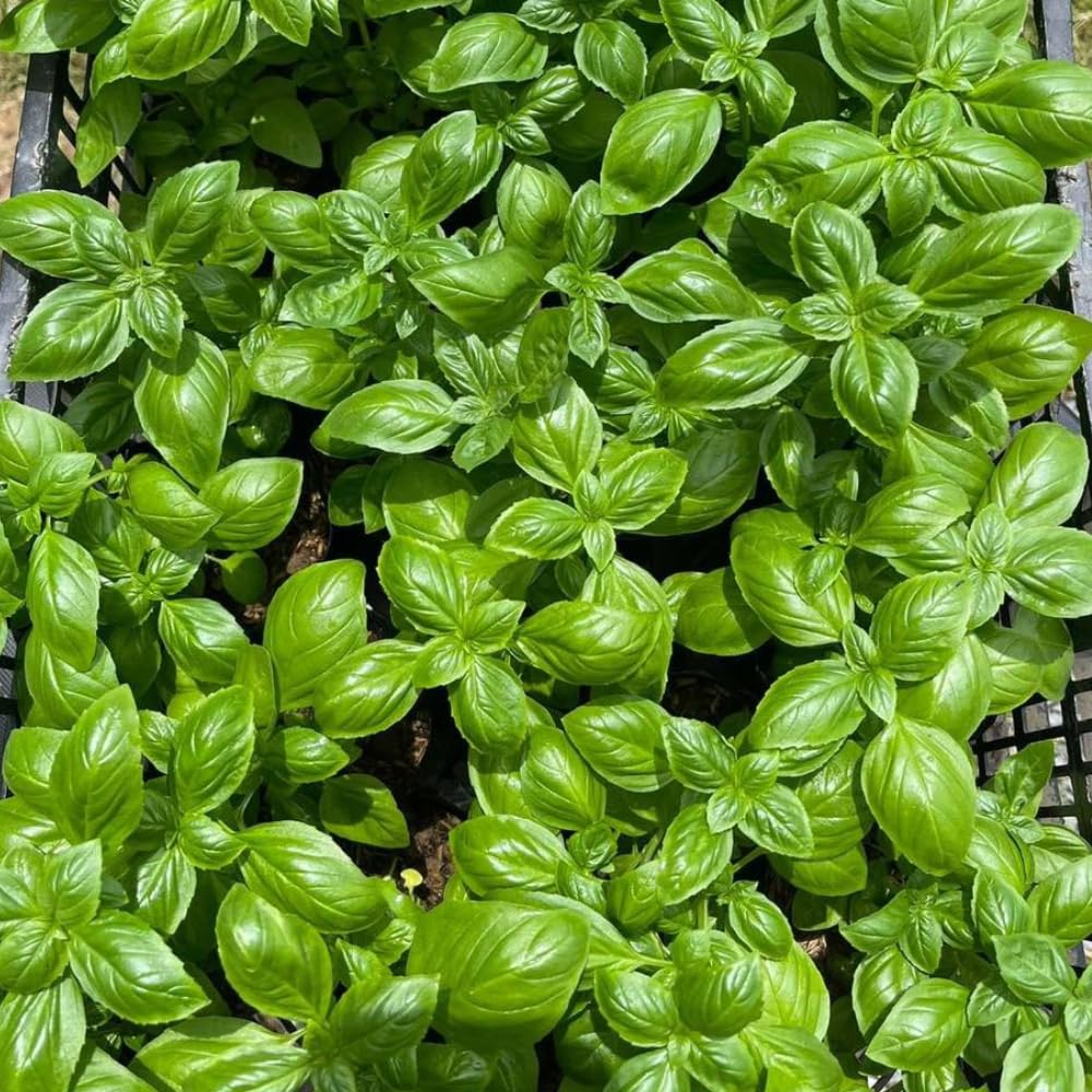 Basil Plants, Sweet Basil Live Plant in 4 Inch Pot - Fragrant Large Leaves, 4-8” Tall Herb Plant, 2 Plants Per Pot, Indoor Outdoor Garden Growing