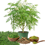 1 to 2 Moringa Plants Live Tree, 1 Year Old 1-1.5 Feet Tall, Moringa Oleifera Plant, Well Rooted, Cold Hardy, Drumstick Horseradish Tree for Summer Planting