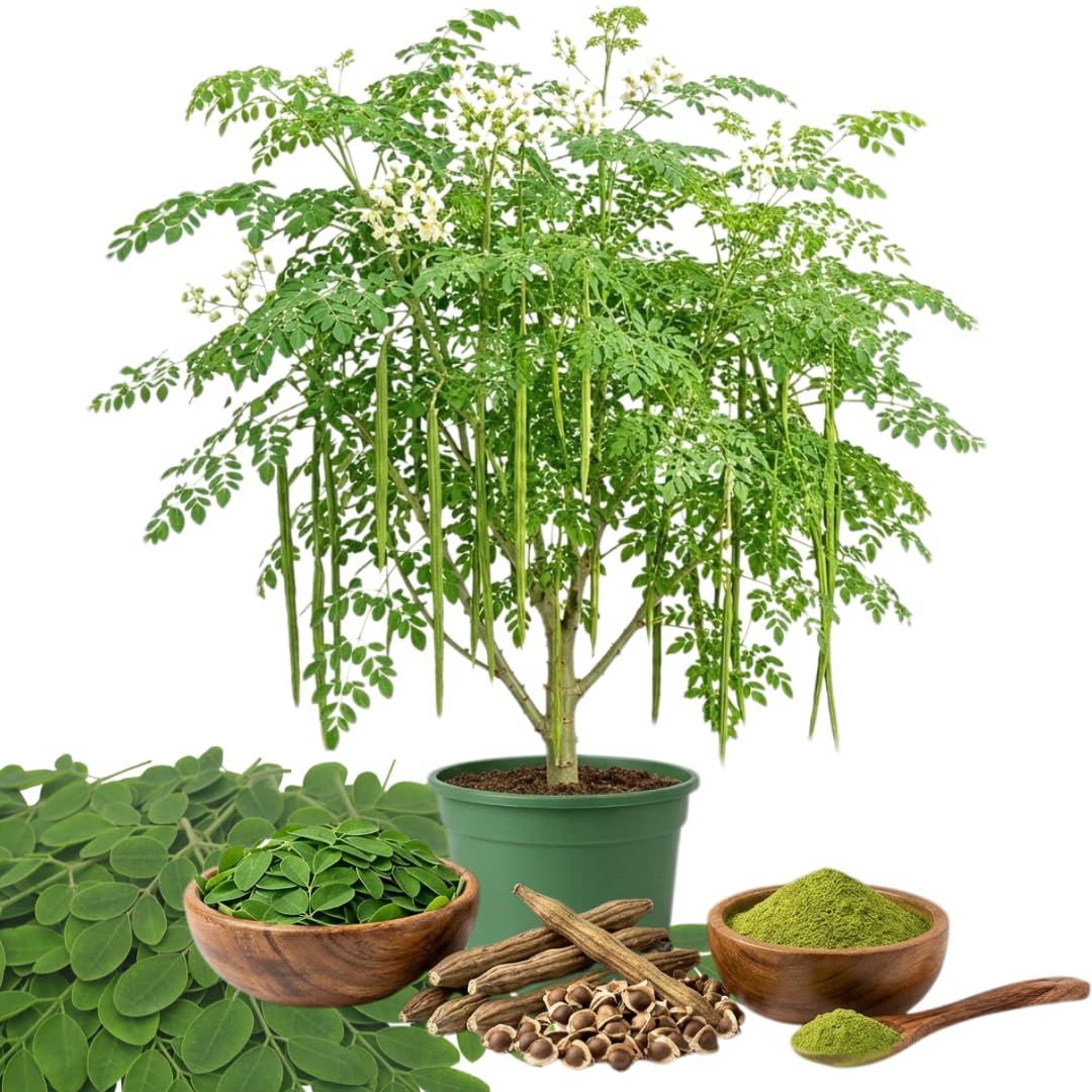 1 to 2 Moringa Plants Live Tree, 1 Year Old 1-1.5 Feet Tall, Moringa Oleifera Plant, Well Rooted, Cold Hardy, Drumstick Horseradish Tree for Summer Planting