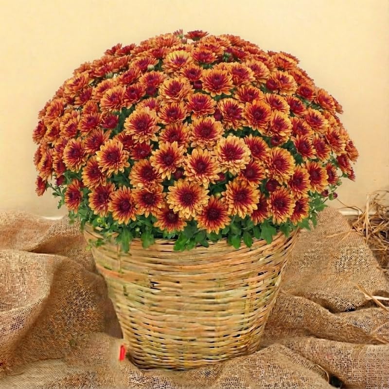 Yellow-Orange Chrysanthemum Plants Live Starter, Mums Plants Live for Spring Blooms, Outside Growing, Hardy and Fast-Growing, Size 4-8" in Tall