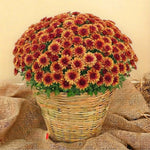 Yellow-Orange Chrysanthemum Plants Live Starter, Mums Plants Live for Spring Blooms, Outside Growing, Hardy and Fast-Growing, Size 4-8" in Tall