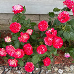 Climbing Rose Live Plant, 6 Months Old Starter, Fragrant Purple Climbing Roses for Planting Outdoor, No Pot (Dark Night)