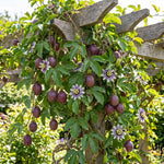 Purple Passionfruit Plant Live 4-7 Inches Tall, Tropical Passion Fruit Vine for Garden, Patio Containers and Indoor Growing